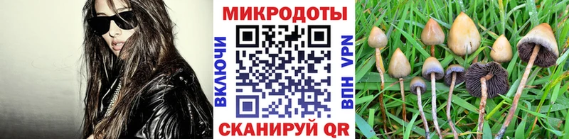 Купить где  Нестеров  Псилоцибиновые грибы Cubensis 